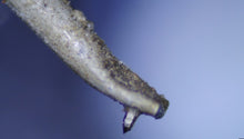 Linn Klyde Cartridge (Preowned, Ref 006059)